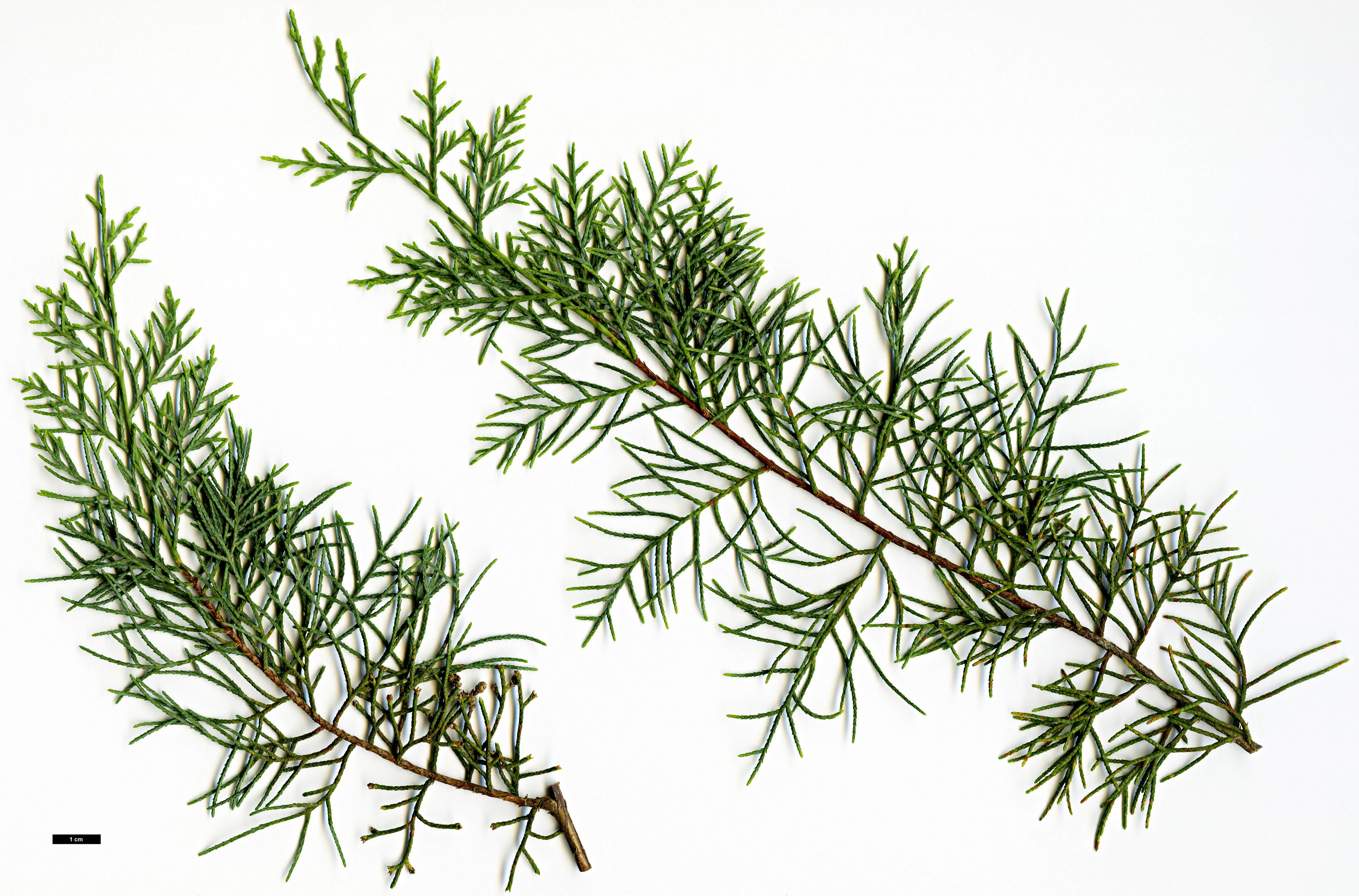 High resolution image: Family: Cupressaceae - Genus: Cupressus - Taxon: duclouxiana 